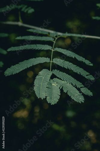 fern leaves on black background