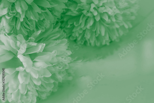 Beautiful abstract color white and green flowers on white background and white flower frame and green leaves texture, green background, colorful white banner happy valentine 