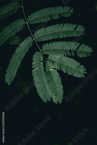 green leaf on black background