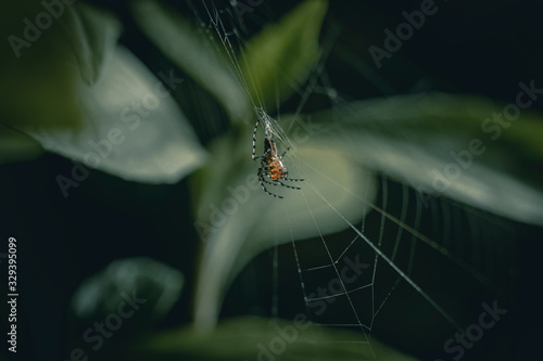 spider on web