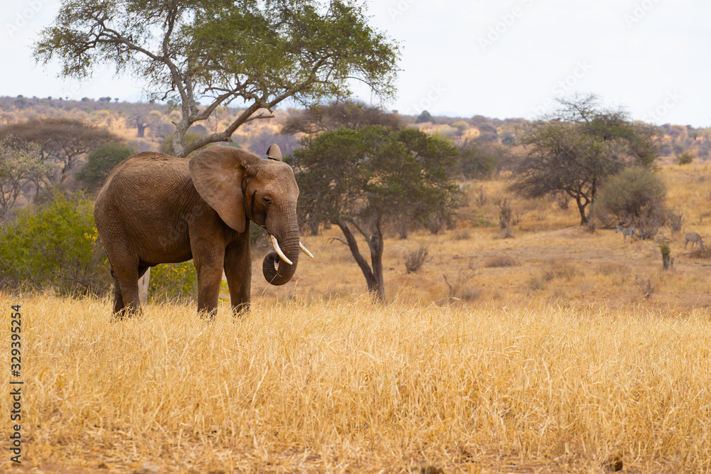 Fototapeta premium Słoń afrykański (Loxodonta africana), znany również jako słoń afrykański sawanny, jest największym żyjącym zwierzęciem lądowym z bykami