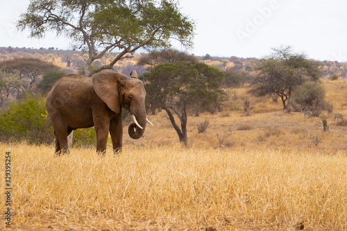 African bush elephant (Loxodonta africana), also known as the African savanna elephant, is the largest living terrestrial animal with bulls