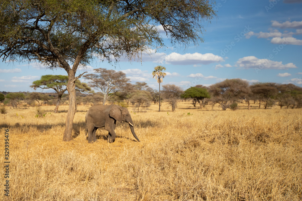 African Bush Elephant Loxodonta Africana Also Known As The African african-bush-elephant-loxodonta-africana-also-known-as-the-african
