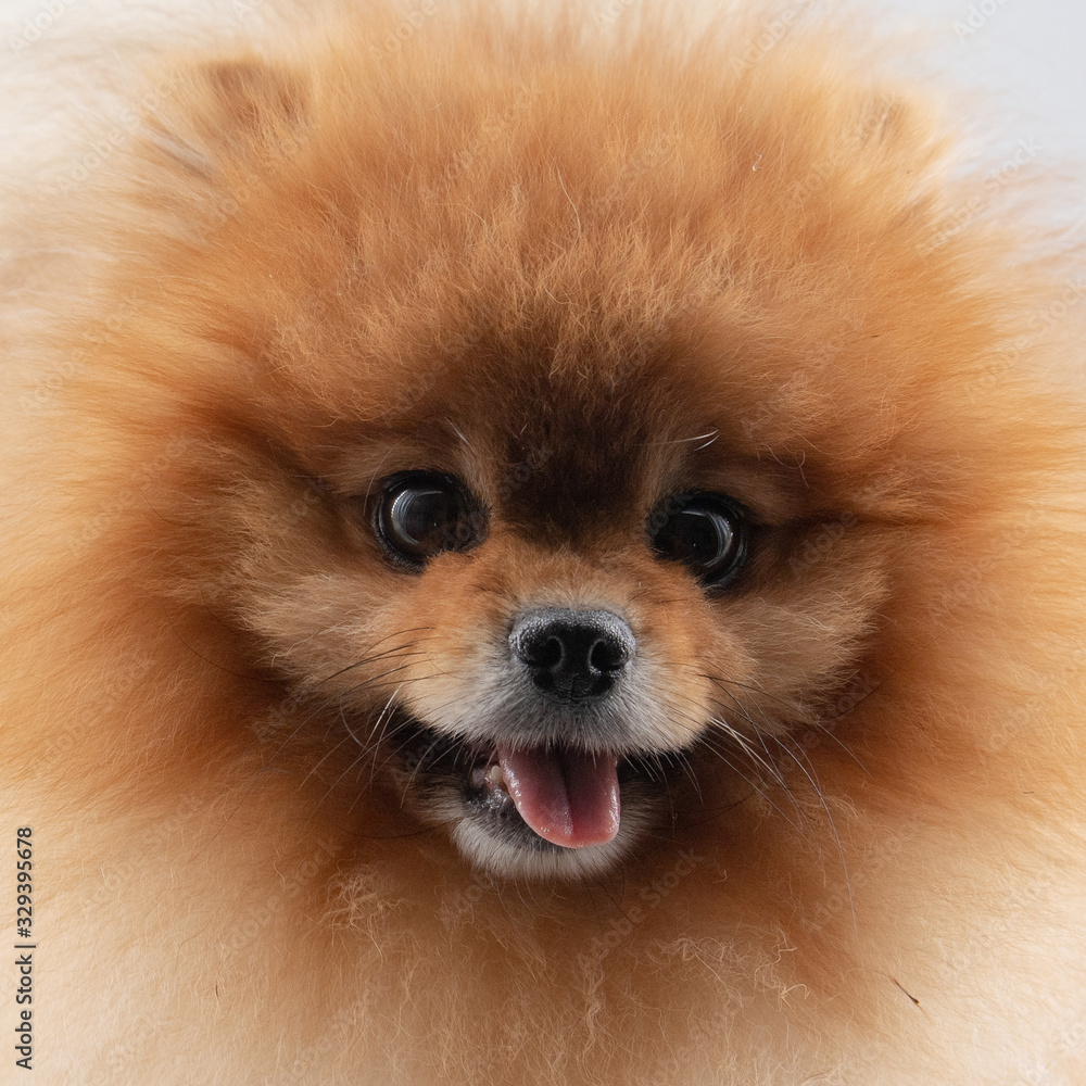portrait of pomeranian dog