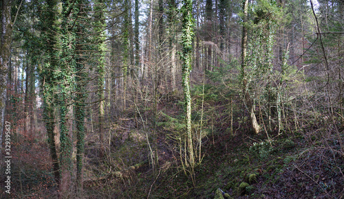 Fr  hling im Wald