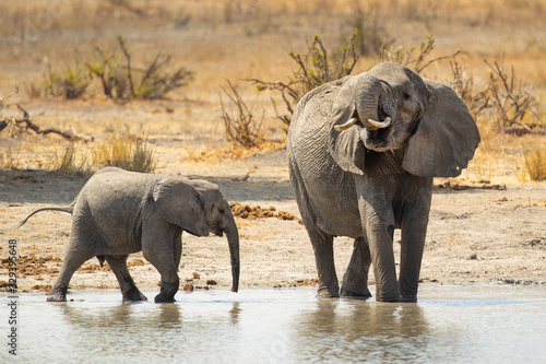 African bush elephant  Loxodonta africana   also known as the African savanna elephant  is the largest living terrestrial animal with bulls