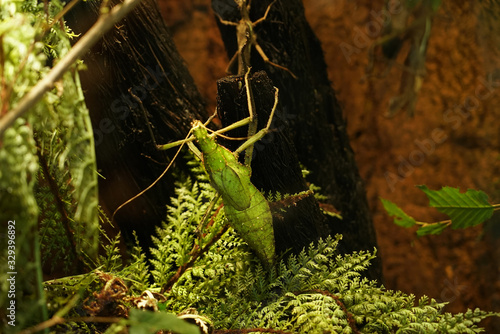 Green inscet on the branch, Jungle Nymph - Heteropteryx dilatata, aquarium Berlin photo