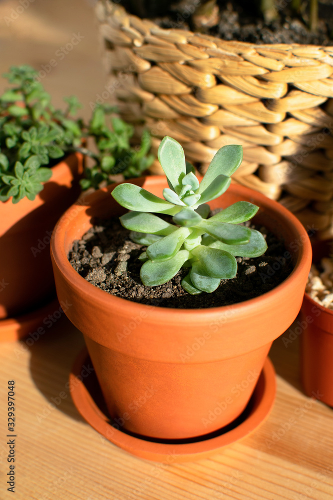 Group of houseplants with succulent plant in clay pot at wooden table. Urban jungle. Cozy home interior details. Group of houseplants with succulent plant in clay pot at wooden table. Urban jungle. Cozy home interior details.