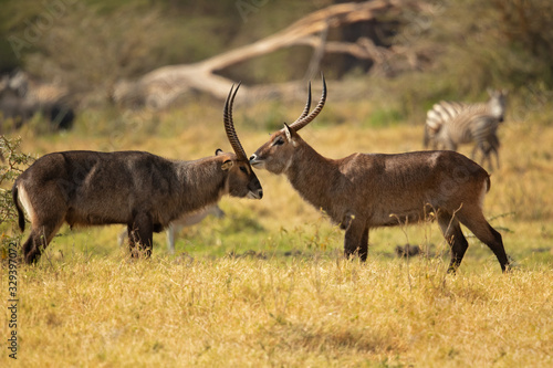 Defassa waterbuck is a large, robust animal with long, shaggy hair and a brown-gray coat that emits an oily secretion from its sweat glands, which acts as a water repellent. photo