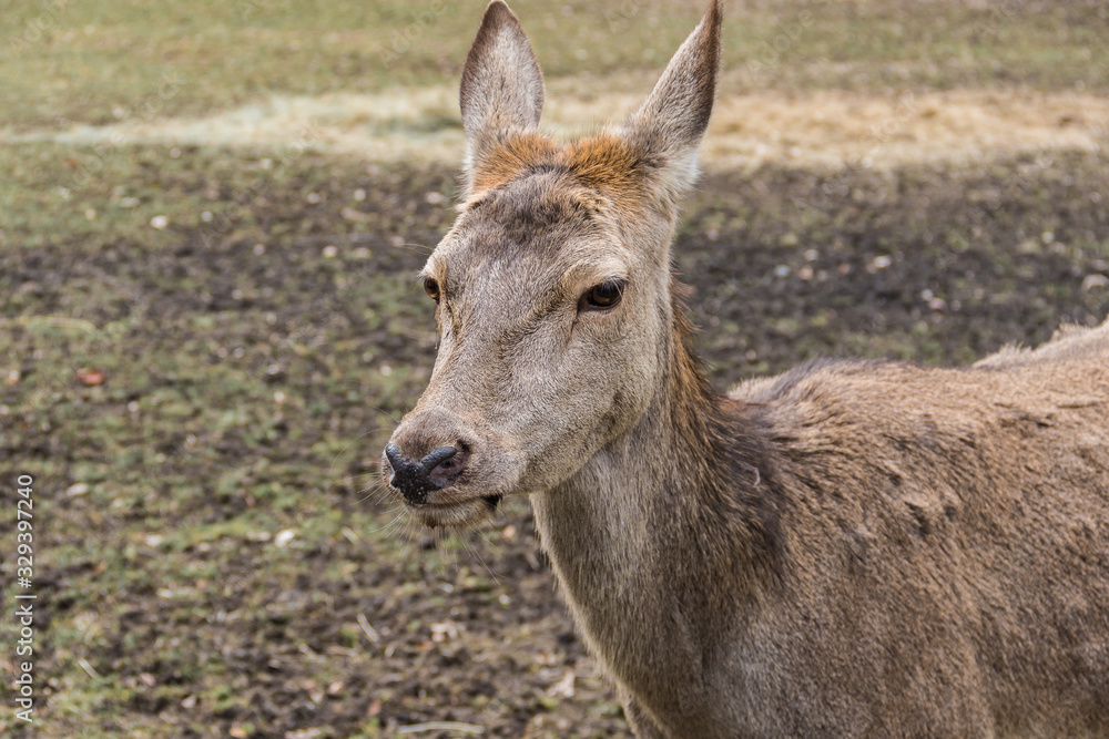 Portrait of a doe. Closeup.