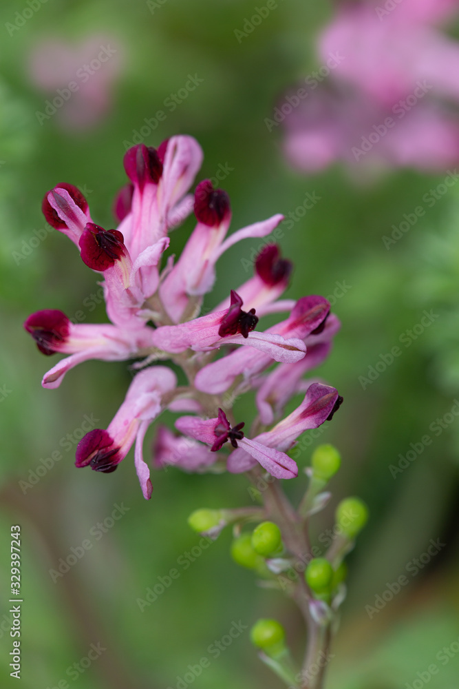 Macrophotographie de fleur sauvage - Fumeterre officinale - Fumaria officinalis Macrophotographie de fleur sauvage - Fumeterre officinale - Fumaria officinalis
