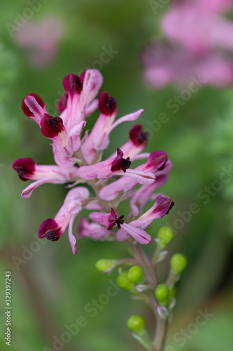 Macrophotographie de fleur sauvage - Fumeterre officinale - Fumaria officinalis