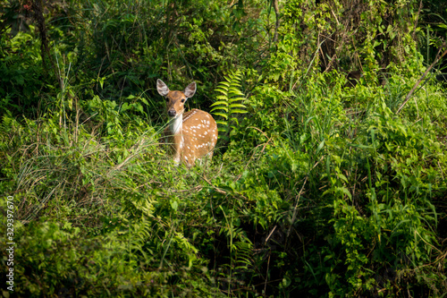 Fototapeta Naklejka Na Ścianę i Meble -  Beautiful spotted deer looking towards