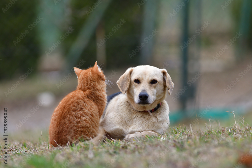 Domestic dog sleeping on the grass along with carroty cat as a best friends Domestic dog sleeping on the grass along with carroty cat as a best friends