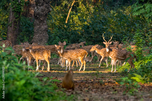 Large number of Spotted Deers at Chitwan National Park, Nepal