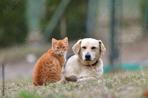 Animal love between domestic dog and cat as a best friends