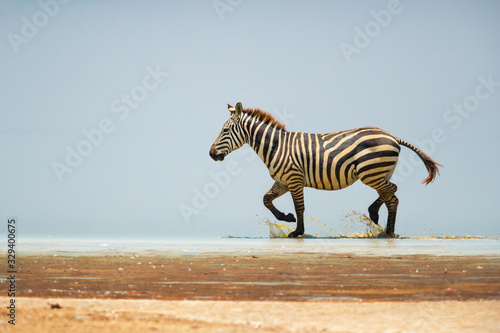 The plains zebra (Equus quagga, formerly Equus burchellii), also known as the common zebra, is the most common and geographically widespread species of zebra.