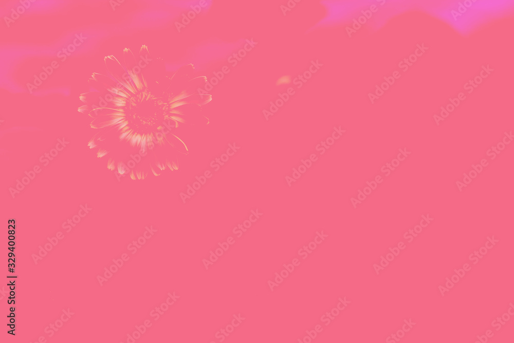 Obraz premium gerbera flower, isolated on pink background.