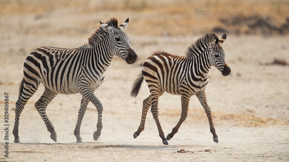 The plains zebra (Equus quagga, formerly Equus burchellii), also known as the common zebra, is the most common and geographically widespread species of zebra. The plains zebra (Equus quagga, formerly Equus burchellii), also known as the common zebra, is the most common and geographically widespread species of zebra.