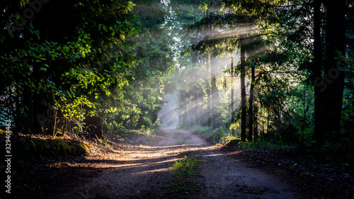 Morning in forest