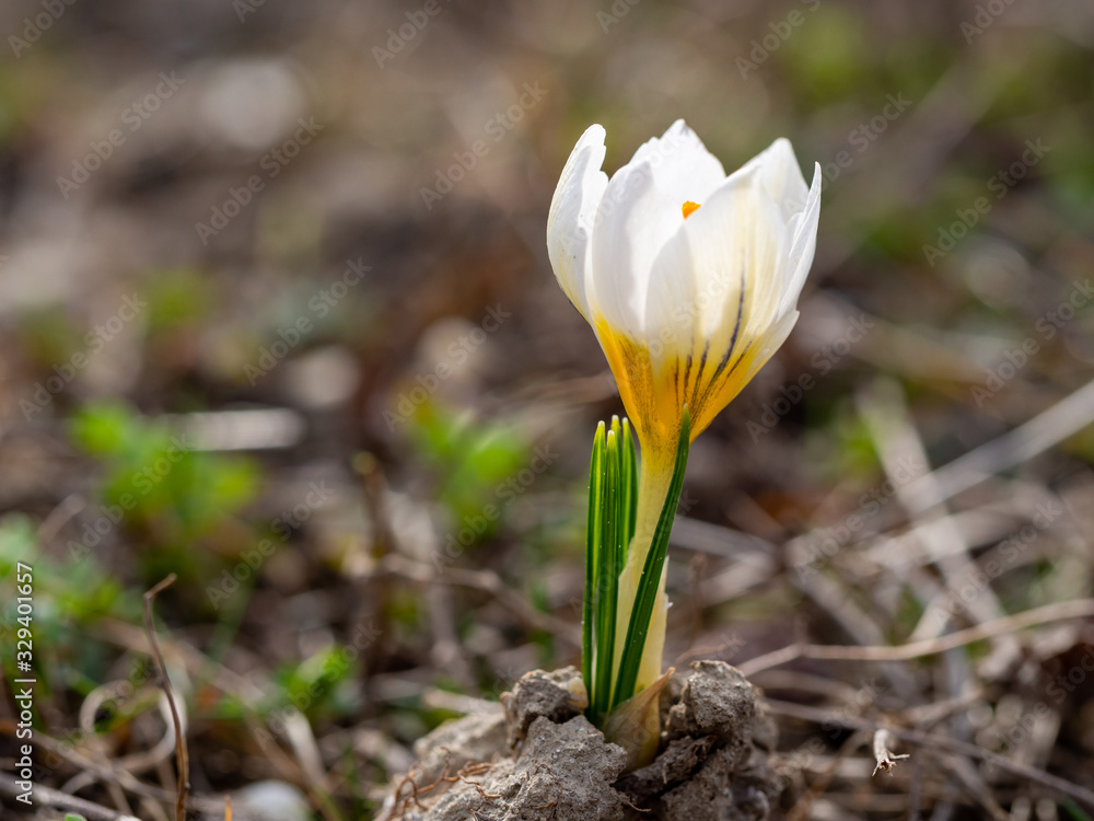 Obraz premium Crocus chrysanthus 'Ard Schenk' is one of the first spring flowers in a garden