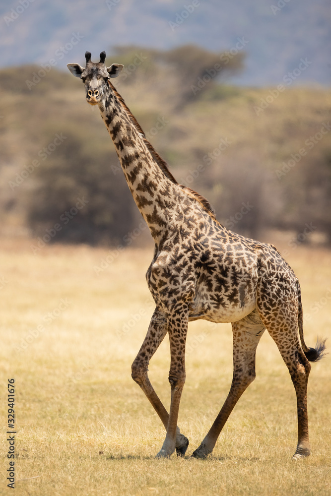 Obraz premium Masai giraffe (Giraffa camelopardalis tippelskirchii), also spelled Maasai giraffe, also called Kilimanjaro giraffe, is the largest subspecies of giraffe. It is native to East Africa.