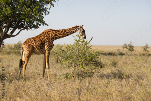 Masai giraffe (Giraffa camelopardalis tippelskirchii), also spelled Maasai giraffe, also called Kilimanjaro giraffe, is the largest subspecies of giraffe. It is native to East Africa. © Milan