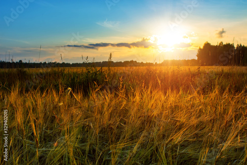 Summer sunset in a field with ears of wheat and beautiful sky.