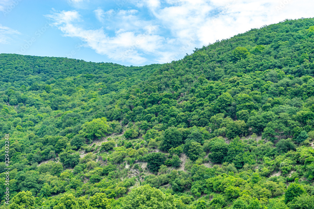 Naklejka premium Germany, Rhine Romantic Cruise, a large elephant walking through a lush green forest