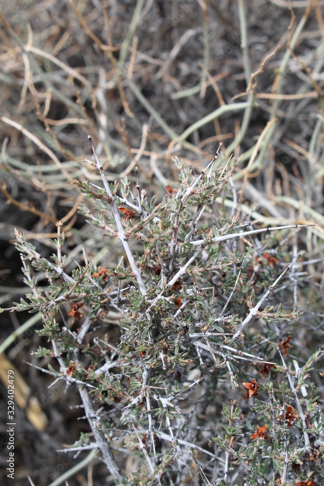 An abundance of Southern Mojave Desert plants in Joshua Tree National Park start to regrow in Spring, including Blackbrush, Coleogyne Ramosissima. An abundance of Southern Mojave Desert plants in Joshua Tree National Park start to regrow in Spring, including Blackbrush, Coleogyne Ramosissima.