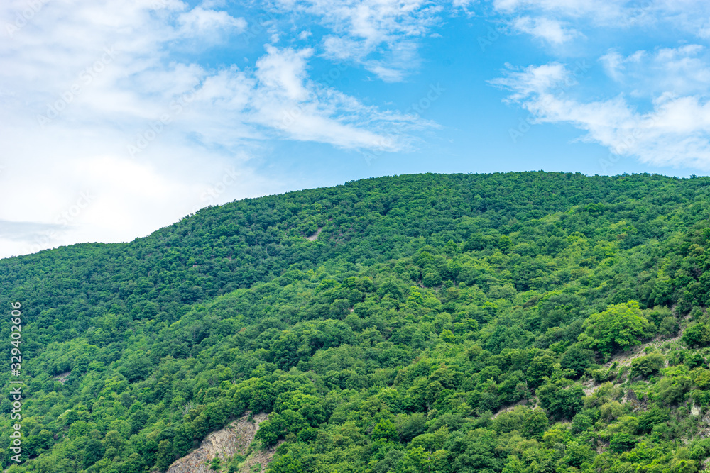 Naklejka premium Germany, Rhine Romantic Cruise, a tree with a mountain in the background
