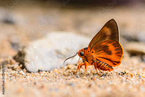 Beauty in nature of butterfly animal at suck and eating food mineral on floor outdoors in natural wild. Branded Orange Awlet butterfly species in Thailand.  photo