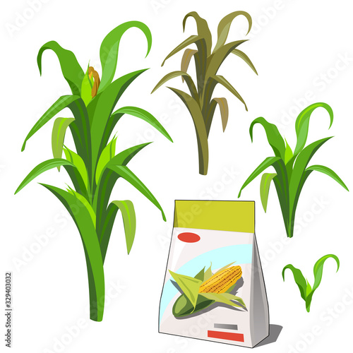 Set of stages of life of a agricultural plant corn isolated on white background. Paper packaging for storage of seeds. Vector cartoon close-up illustration.
