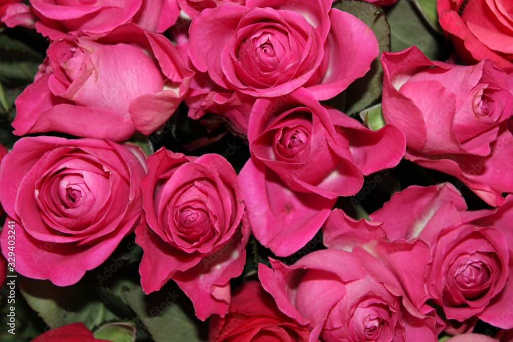 Rose - a symbol of perfection Rose - a symbol of perfection