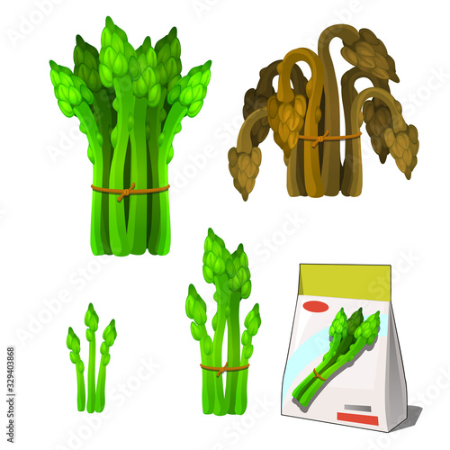 Set of stages of life of a agricultural plant green asparagus isolated on white background. Paper packaging for storage of seeds. Vector cartoon close-up illustration.