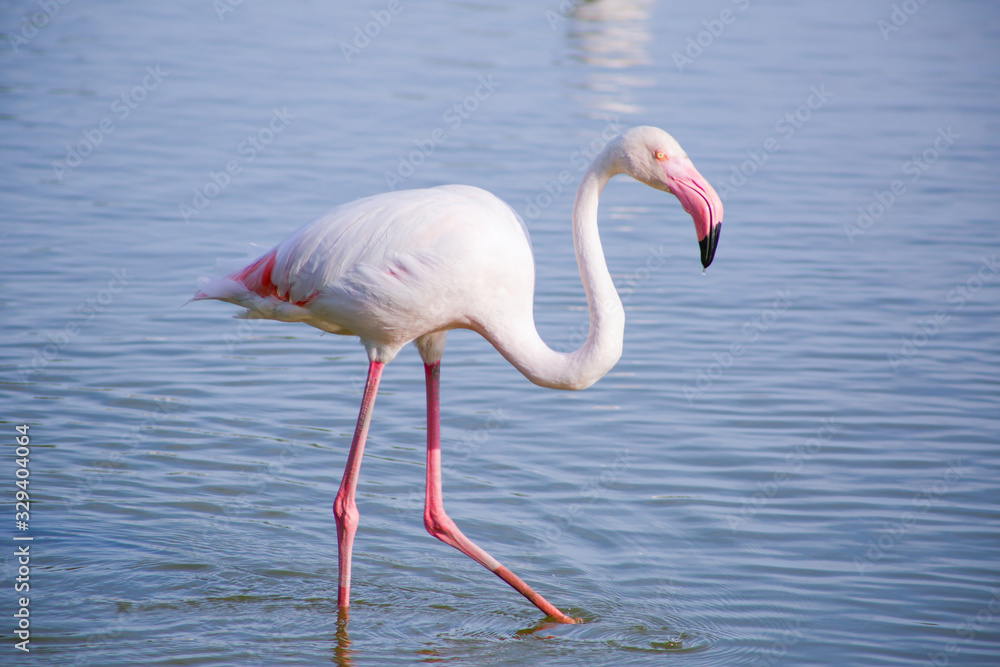 The greater flamingo (Phoenicopterus roseus) in the blue Camargue lagoon in summer days