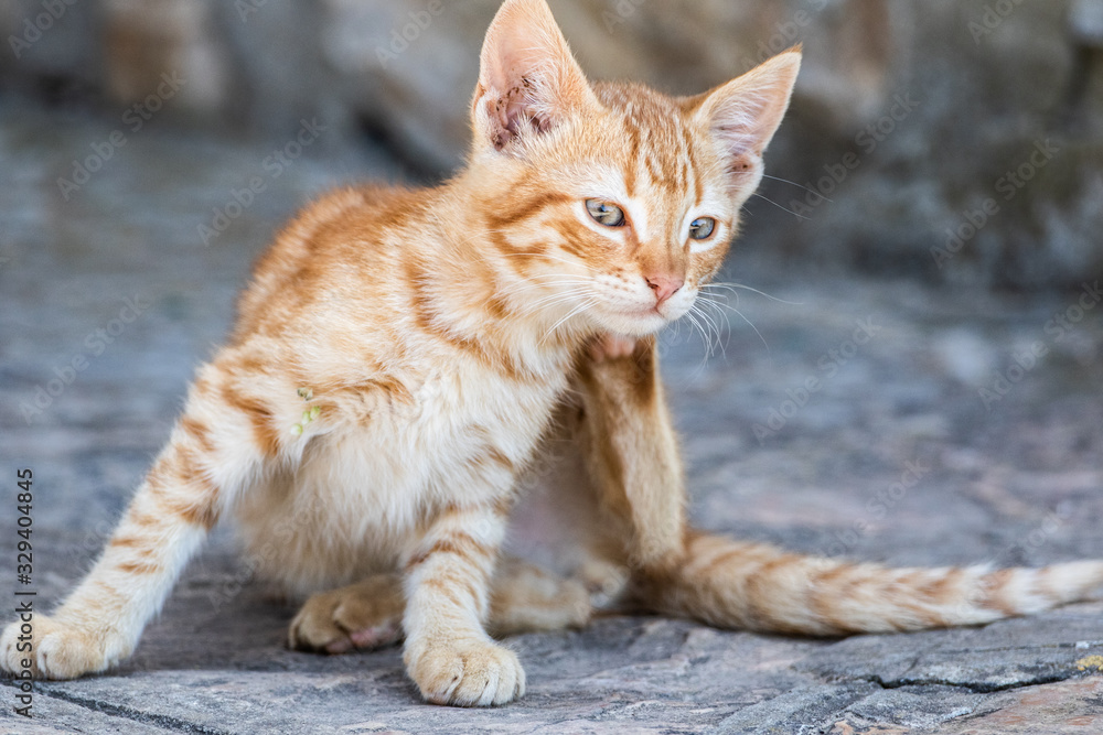 chat de tunisie