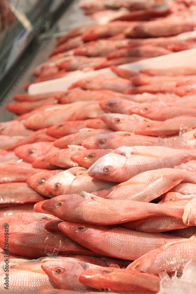Red Snapper whole sale