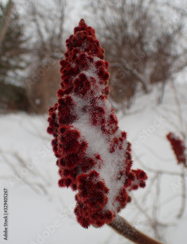 sumac vinaigrier en hiver photo