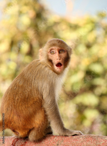 Surprised Monkey at the Swayambhu Nath temple, Kathmandu, Nepal. © lisastrachan