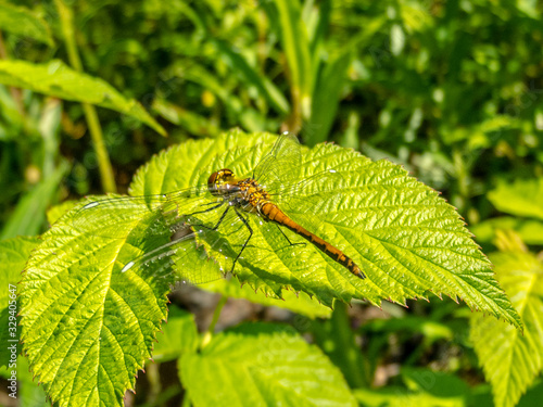 Dragonfly on leaf/