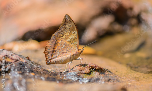 Beautiful Tawny Rajah butterfly eat mineral in nature on the sand floor