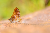 Beautiful Vagrant butterfly eat mineral in nature on the sand floor