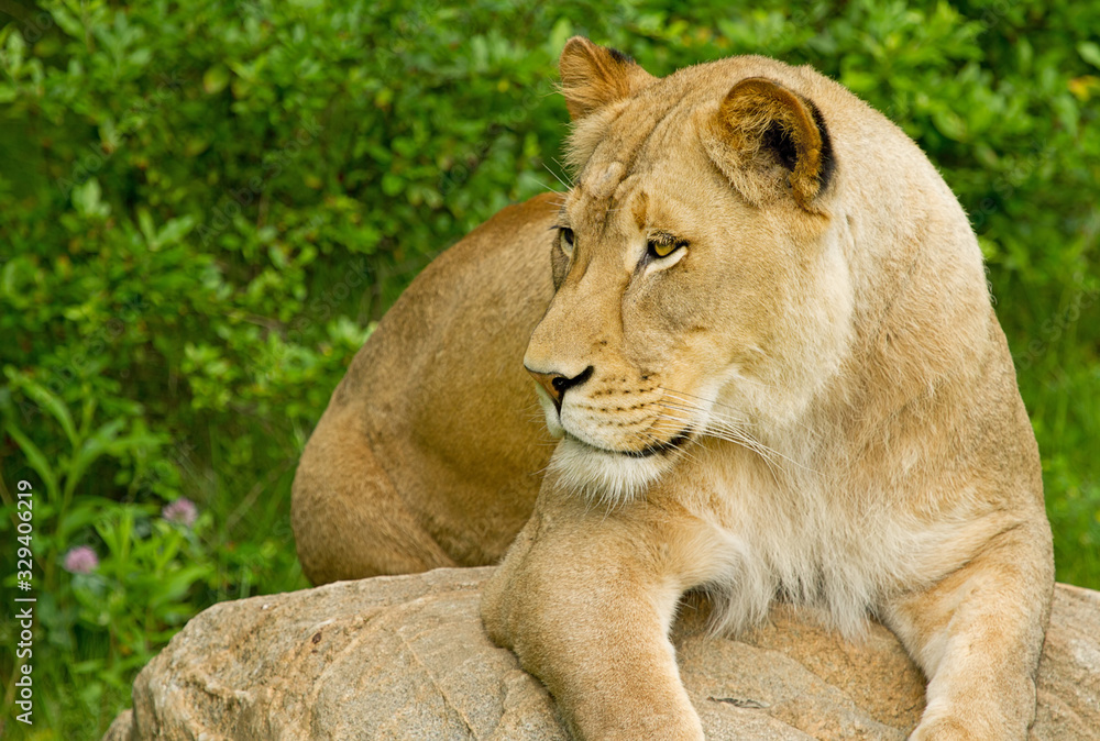 Fototapeta premium Portrait of lioness (Panthera Leo) resting on a boulde