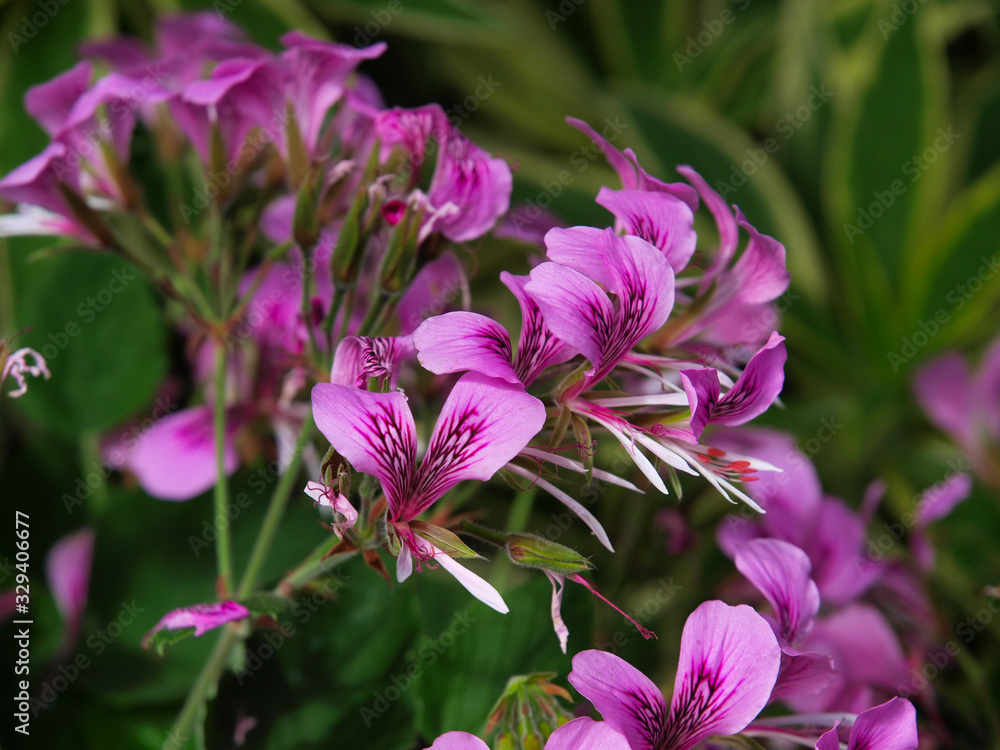 Various pink flowers with a green background Various pink flowers with a green background