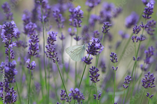 Lavendel (Lavendula angustifolia) mit Blüten und Schmetterling, Heilpflanze