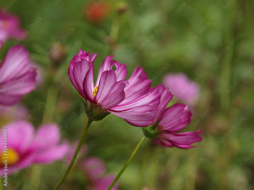 Various pink flowers with a green background Various pink flowers with a green background
