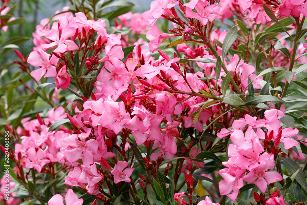 Oleander (Nerium oleander) Pflanze mit vielen Blüten Oleander (Nerium oleander) Pflanze mit vielen Blüten