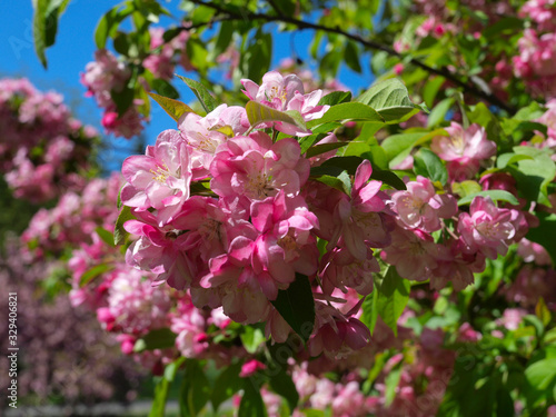 Various pink flowers with a green background