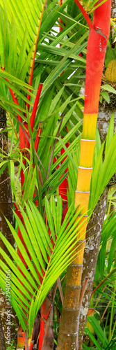 Rotstielpalme oder Siegellackpalme (Cyrtostachys renda) Hochformatpanorama ) photo